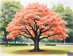 2025年大桂花树价格多少