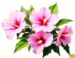 木槿花适合在家里养吗