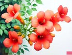凌霄花不开花的解决方法