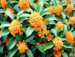 12公分精品桂花价格