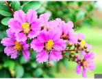 紫薇花施什么肥开花早