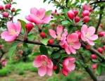 八棱海棠15公分价格