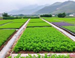 2025年草花苗木种植基地
