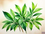 为什么植物都是绿色的