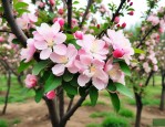 西府海棠8公分多少钱