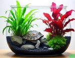 龟缸水生植物哪种最好