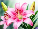 百合花开完花以后怎么养护