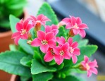 怎么才能养好长寿花呢