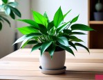 室内植物绿萝养殖方法