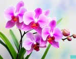 香味浓郁的兰花有哪些