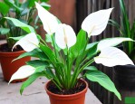 水养白鹤芋的养殖方法