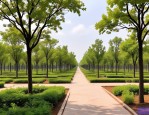 2025年宝坻苗圃苗木基地