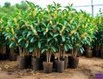 20公分桂花树苗价格
