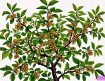 2025年花椒树怎么摘花椒