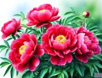 红牡丹花怎么养殖方法