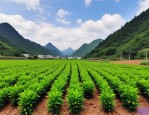 2025年简易苗木购销合同