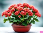 长寿花老桩怎么养