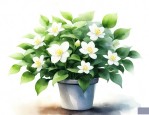 茉莉花怎么养才能开花