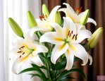 百合花在屋里养可以吗