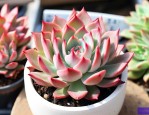 红稚莲多肉植物怎么养