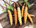 冬虫夏草是一种什么植物