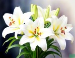 白百合花什么时候开花