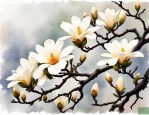 2025年上海市市花白玉兰