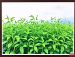 种植驱蚊草真的有用吗