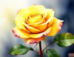 黄玫瑰花的花语是什么