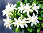 九里香花是夜来香花吗