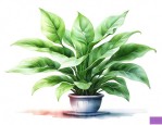 水培植物如意皇后