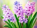风信子花的花语是什么