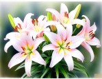 百合花是多年生植物吗
