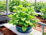 2025年阿司匹林水培植物