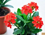 刚买回的长寿花怎么养