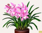 北方适合养的兰花品种