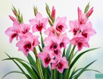剑兰鲜花花期多长时间