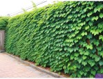 院子里可以种爬山虎吗