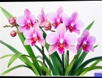 兰花有花苞了怎么养护