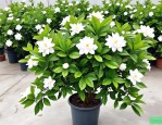 2025年栀子花哪里有卖的