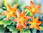 曼陀罗花能治风湿病吗