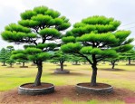 2025年五针松苗价格多少