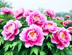 洛阳牡丹花2020年
