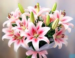 百合满天星花语是什么