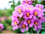 紫薇花生长在什么地方