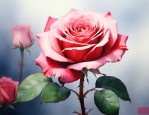 玫瑰花语与寓意是什么