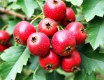 山楂里的籽怎么弄出来