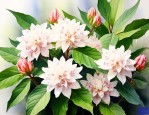 七叶一枝花能妇科病吗