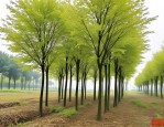 2025年中山杉4公分价格