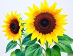 葵花籽价格行情近5天